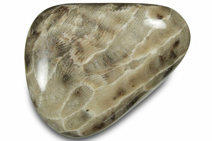 Polished Petoskey Stone (Fossil Coral) - Michigan #322972